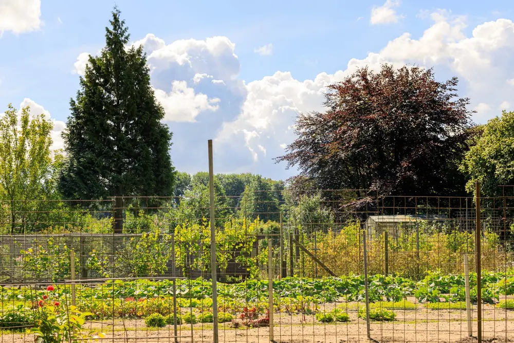 Groentetuin Laantje Voorham