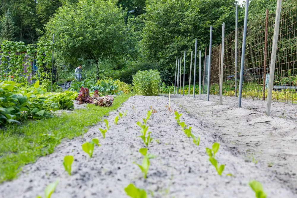 Groentetuin Laantje Voorham